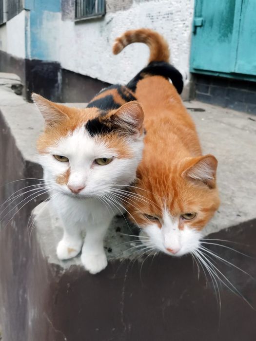 Кошечка ,котенок в заботливые руки