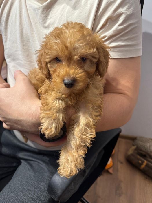 Piesek Bolek - pudel miniatura ZHPR UCI