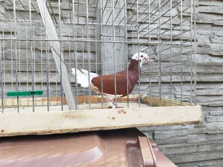 Gołąb Samiec Rzeszowski Czerwony