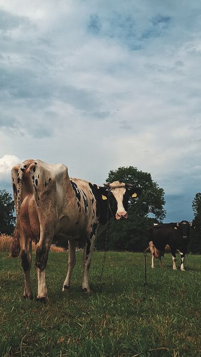 Mleko prosto od krowy