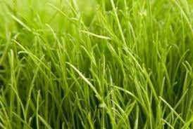 Насіння Люцерни,Конюшини,Райграсу.Семена Клевера