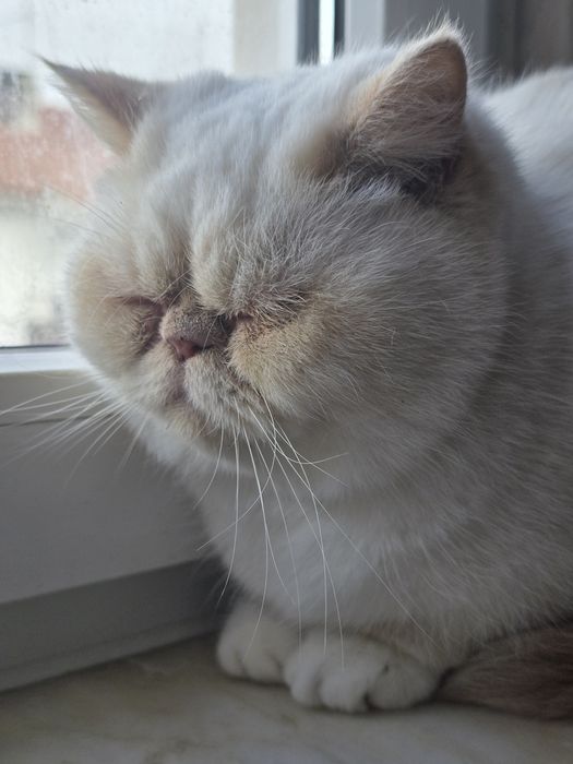 Gatinho Himalaio