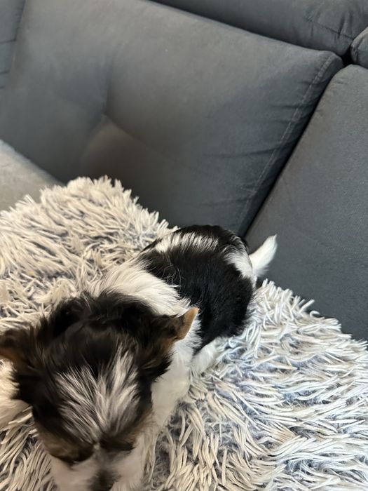 Biewer Yorkshire Terrier