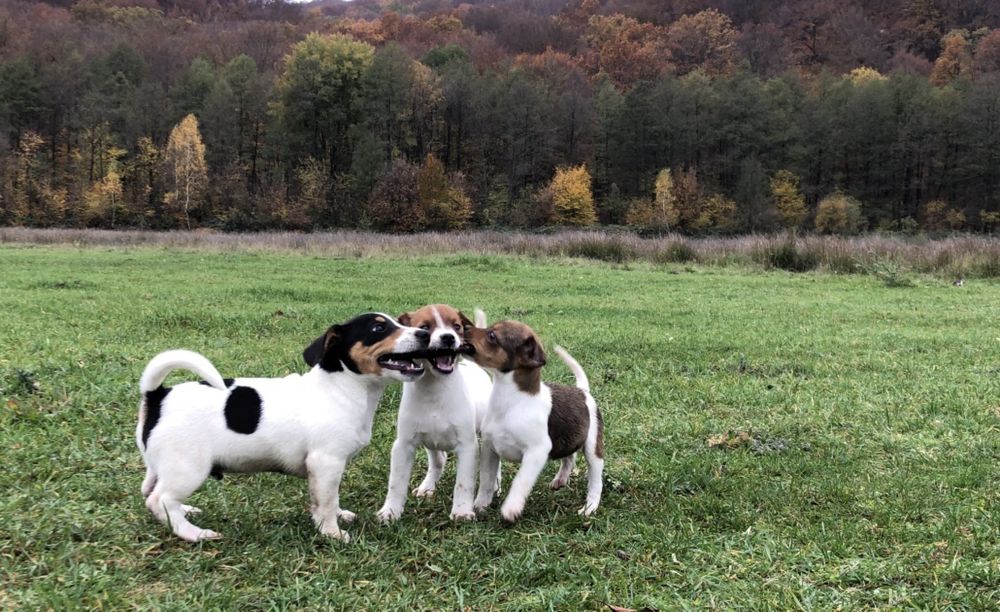 Джек Рассел щенки
