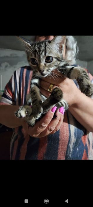 Gatinhos bebe para adoção