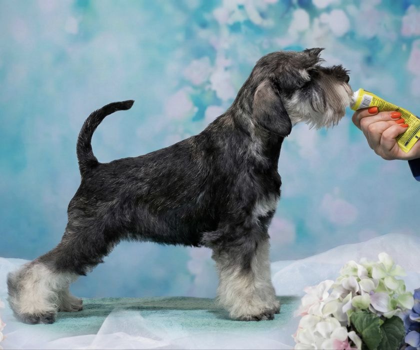 Цвергшнауцер,хлопчик перець з сіллю