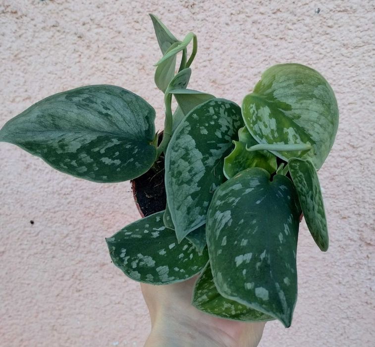 Scindapsus pictus Silvery Ann SADZONKA fi 11 / 10 cm