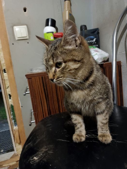 Гарні котики в добрі руки