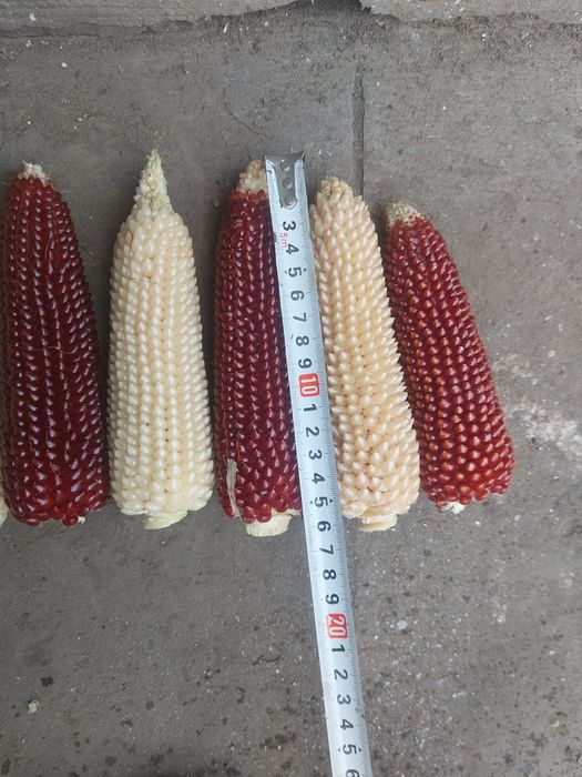 Продам поп корн в зернах