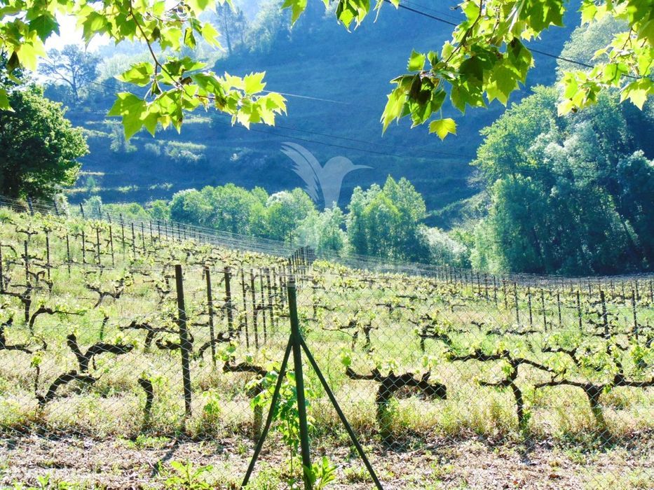 Quinta c/ vinha em produção em Santa Marta de Penaguião