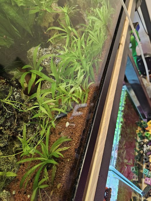 Planta para aquario Helanthium