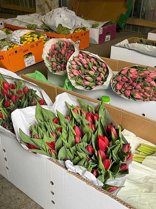 ОПТ! Тюльпан Запоріжжя від 19,90 грн від 50 шт 8 березня / марта