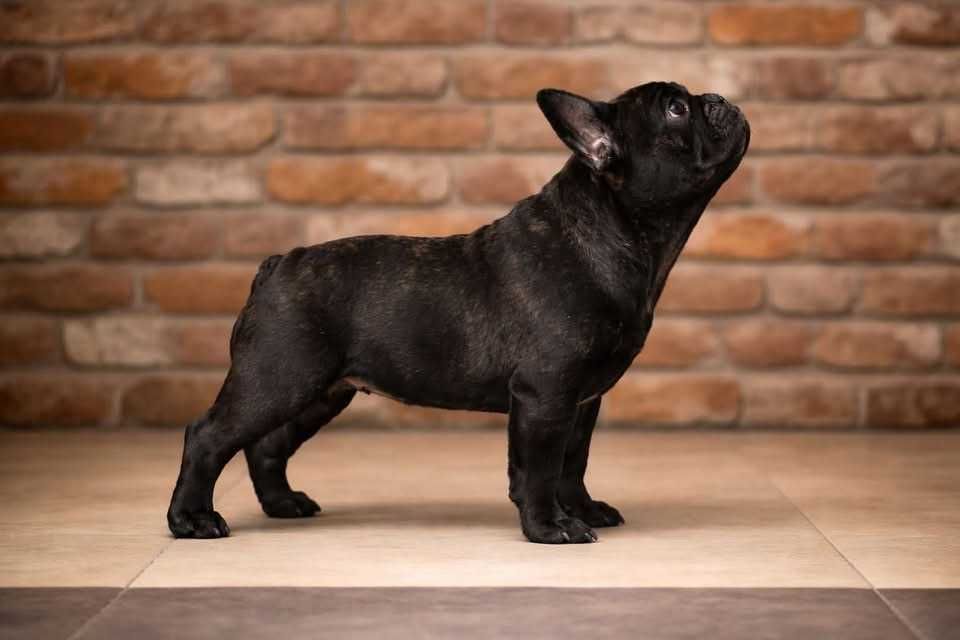 Buldog Francuski FCI ZkwP  Elitarne Pochodzenie