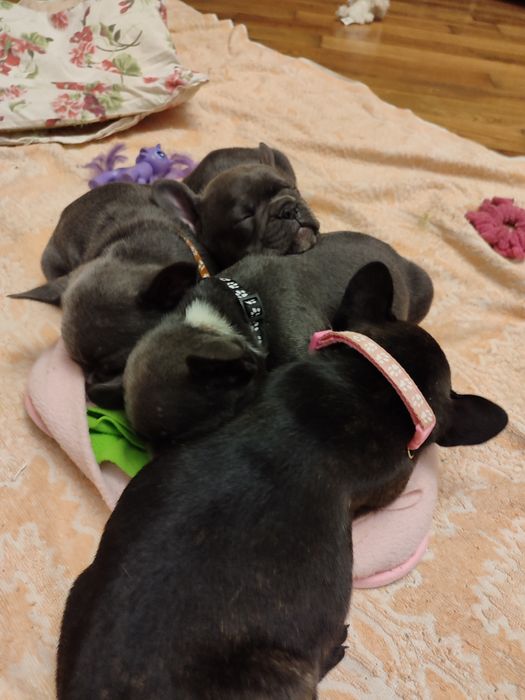 Щенки Французского бульдога
