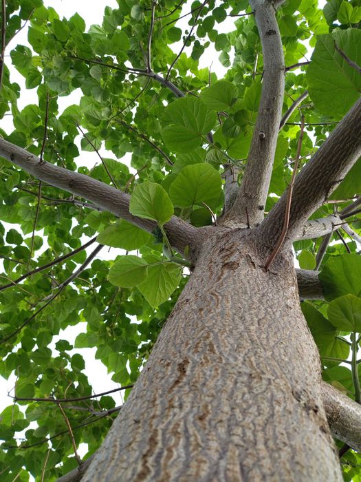 Sadzonki korzeniowe paulownia Hybryda 9503 oxy drzewo tlenowe - 5 szt