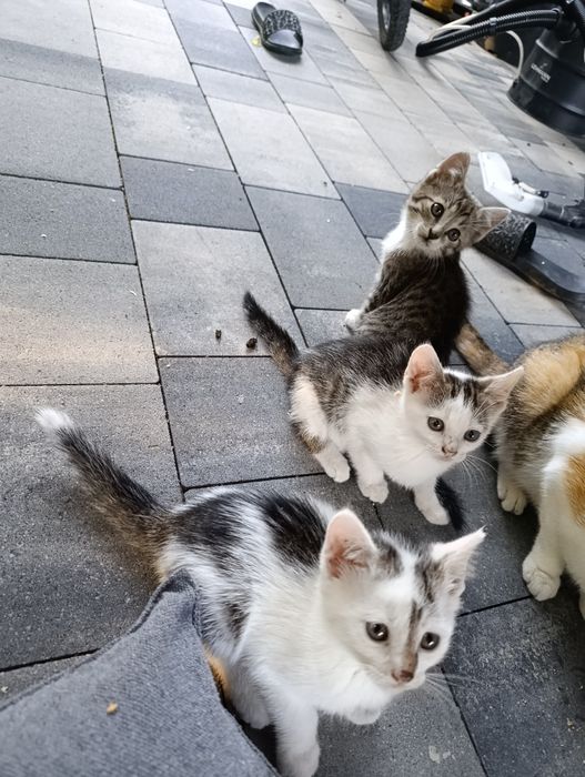 Oddam kotki w dobre ręce