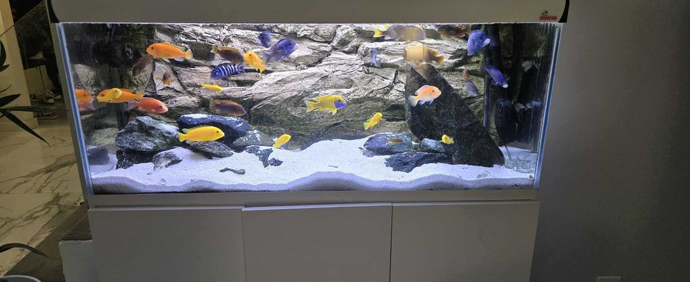 Akwarium Malawi 240L 120x40x50 Optiwhite + Fluval FX6 filtr