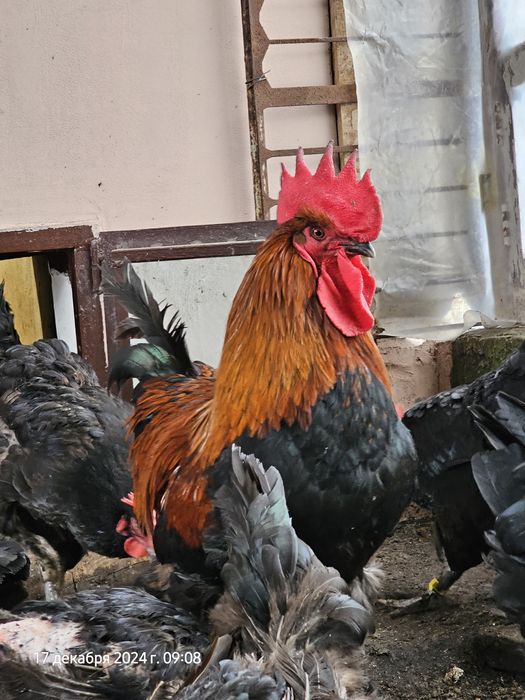 И. яйцо Марана чёрномедного.