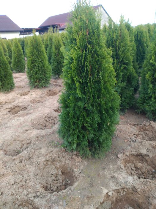 Tuja Szmaragd 140-200.Wyprzedaż.Dowóz