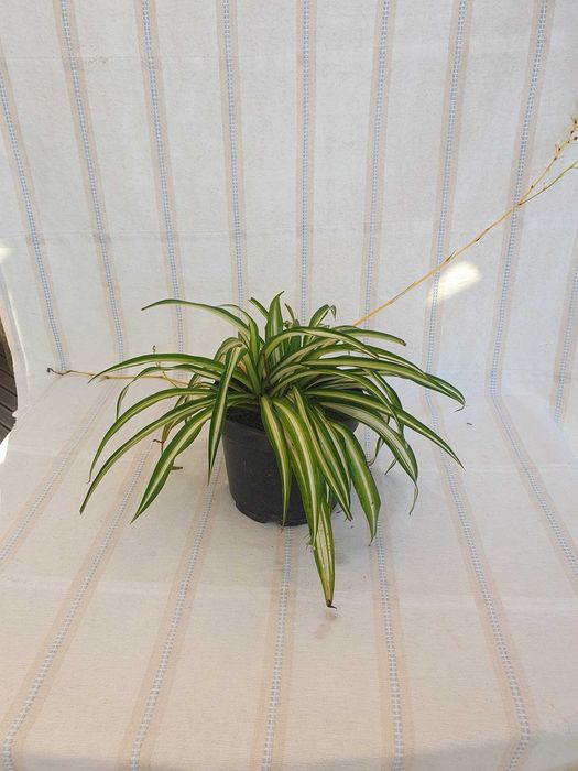 Planta - Clorofito