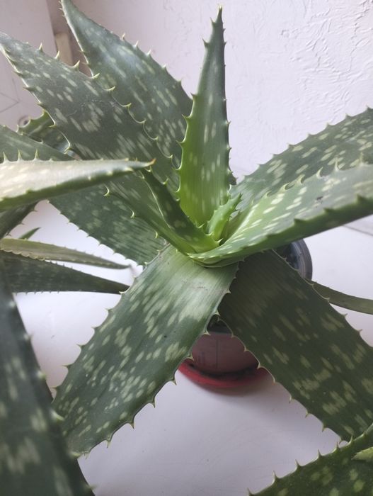 Сокулент Алоє Вера