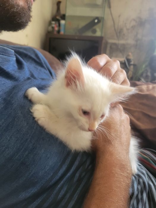 gatinho muito meigo