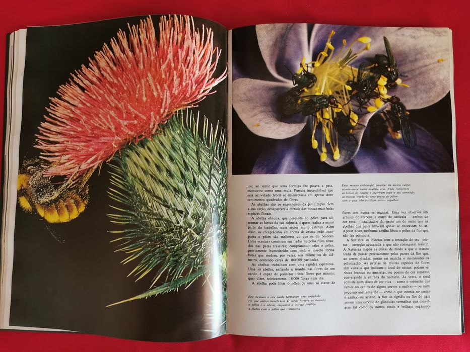 Livro - O Assombroso Mundo da Natureza