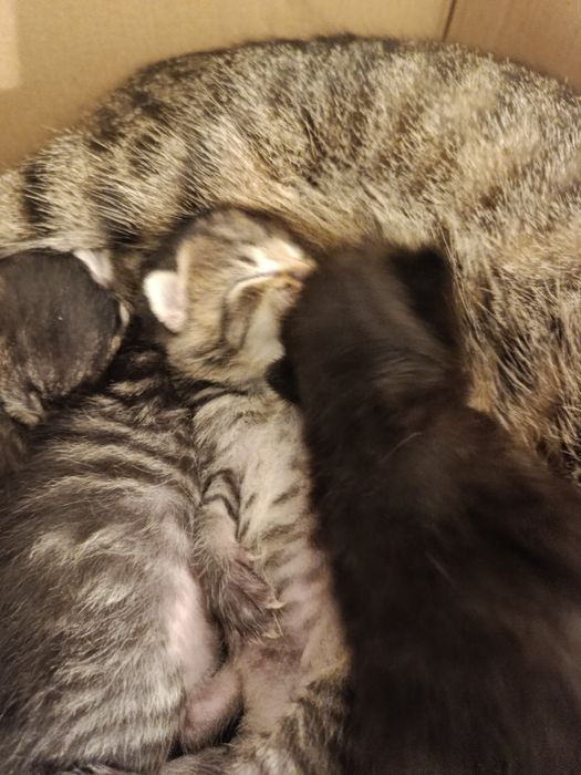 Kotki oddam za darmo