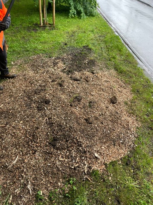 Usługi frezarką FREZOWANIE karp Usuwanie pni korzeni