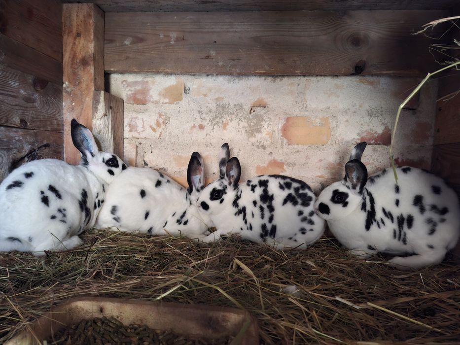 Rex dalmatyński czarny, młode