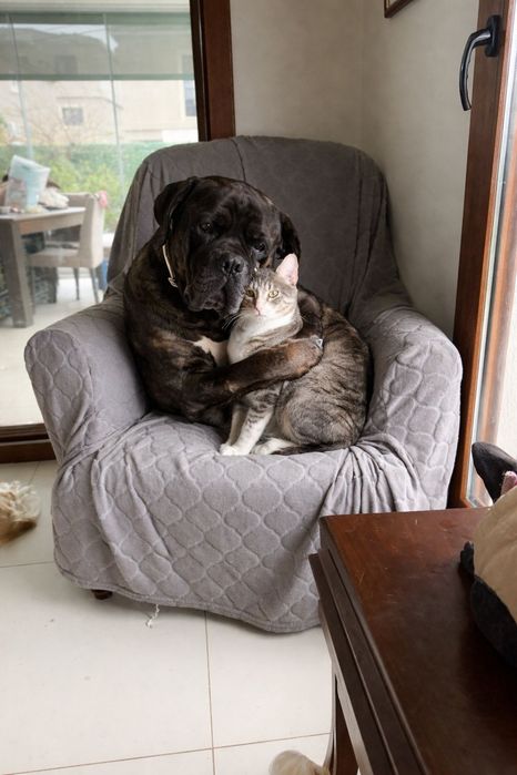 Rosa suka, która kocha koty