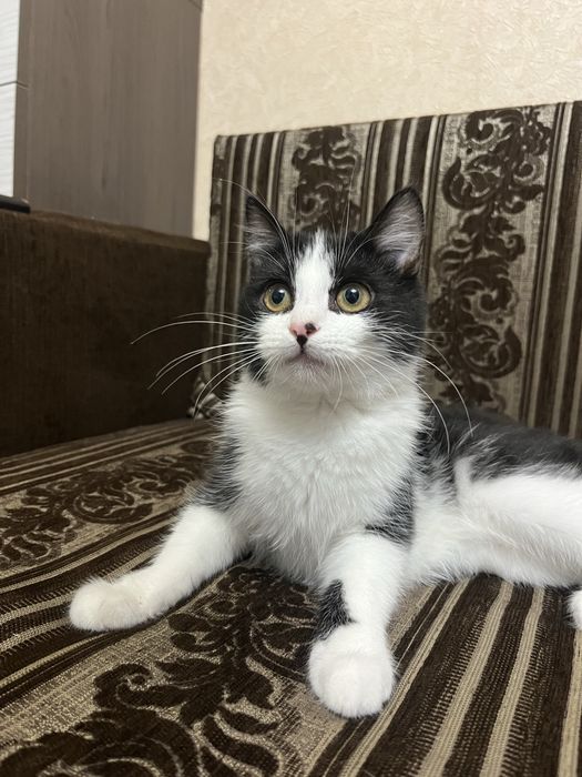 Віддам кошеня у добрі руки