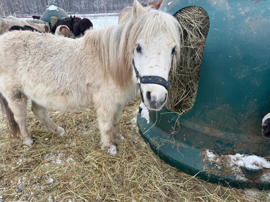 Patryczek - bajkowy kucyk do bezpłatnej adopcji