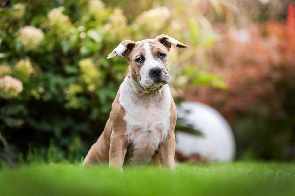 Amstaff ZKwP/ FCI American Staffordshire Terrier