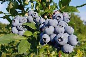 Голубика! 2-3 ЛЕТНИЕ САЖЕНЦЫ! Множество сортов! Дюк, Чендлер, Торо