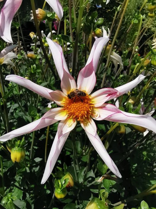 Dalia Honka -Mega Kolekcja 30 nasion.