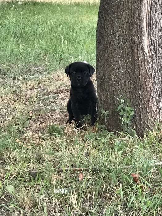 Цуценятки Кане-корсо