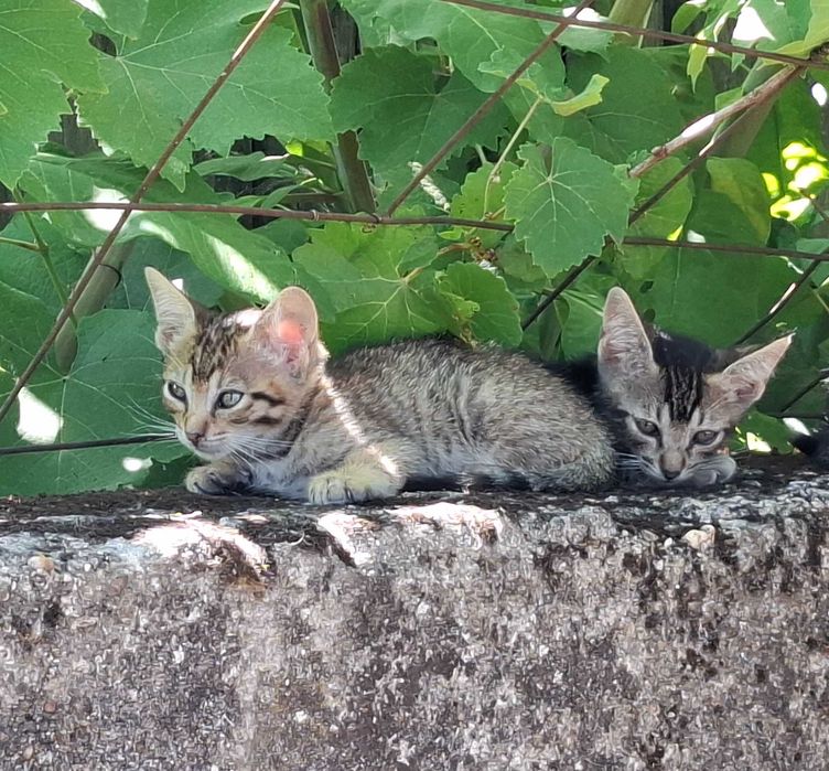 Gatinhos para adopção