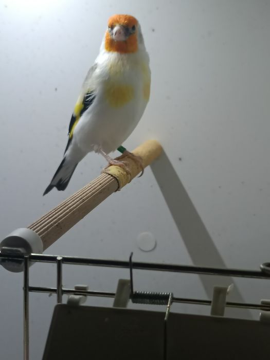 Szczygły syberyjskie. Major