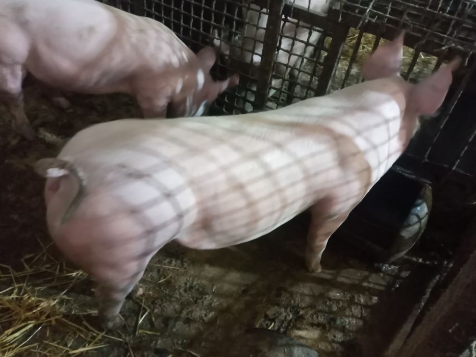 Поросята на плем'я.Льошки на свиноматки. Ремонтні льошки Ф1.