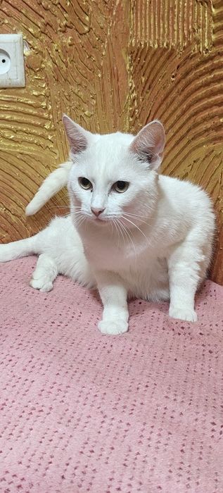 Британська біла короткошерстна