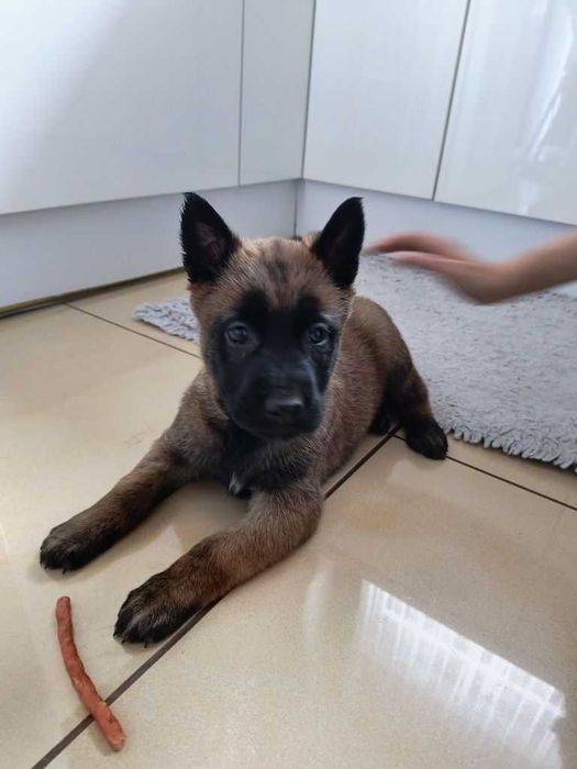 Остался мальчик и девочка бельгийские овчарки малинуа! С родословной!