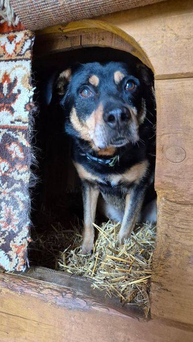 Blagamy o dom dla snapiego