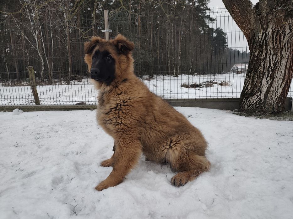 Owczarek niemiecki suczka