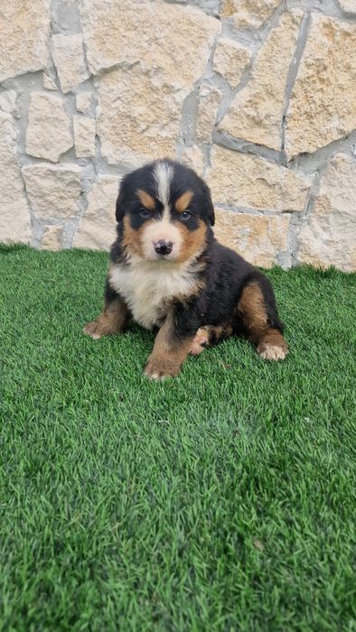 Boiadeiro de Berna/ Bouvier Bernois macho com LOP