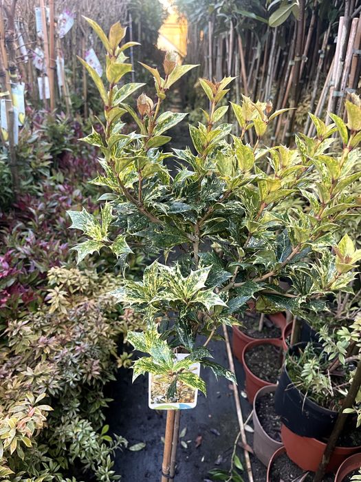 Osmanthus Goshiki Na Pniu 70 cm cena 165 zł