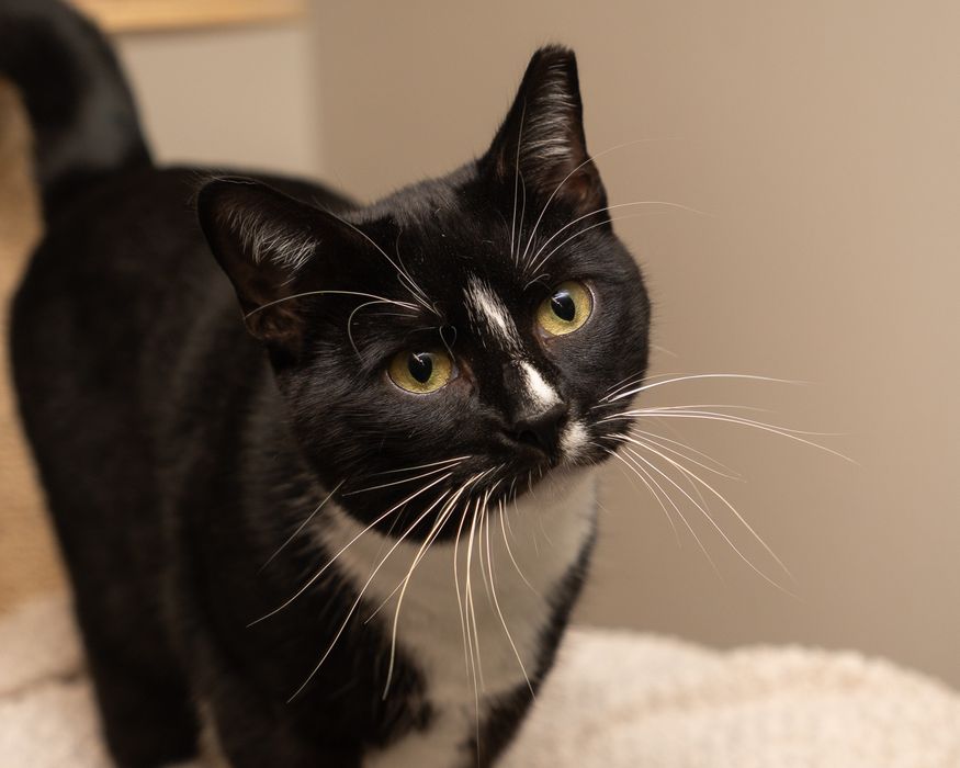 RAMZES - ciekawski, wesoły kocurek szuka kochającego domu/Poznań