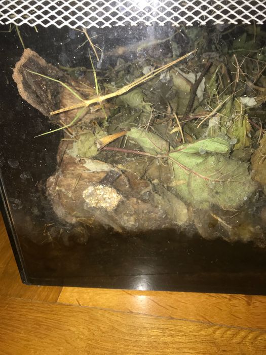 Młode patyczaki Rogate za darmo