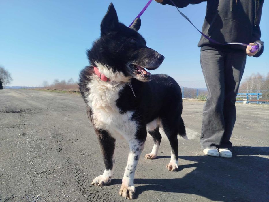 Potik - pies do adopcji