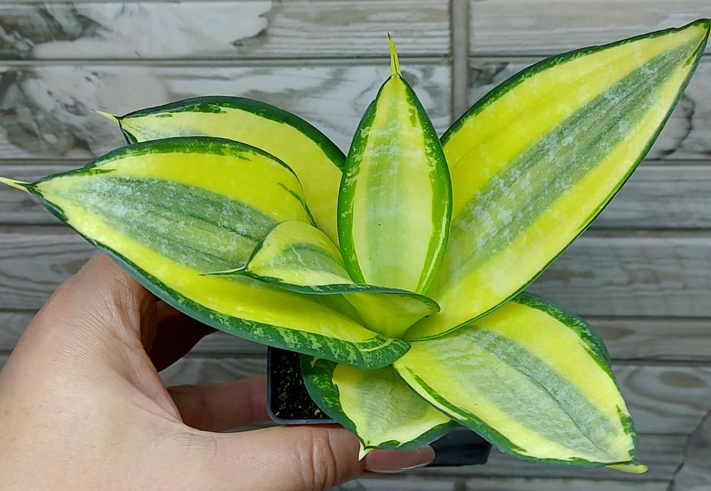 Сансевієрія ханні Люсіль Поланд(Тайська)